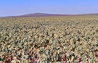 开宁种植慢直播解决方案