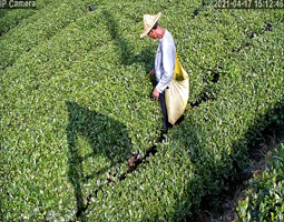 开宁慢直把摄像机实时慢直播茶叶生长情况