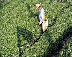 开宁慢直把摄像机实时慢直播茶叶生长情况