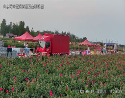 菏泽万亩玫瑰园花展慢直播