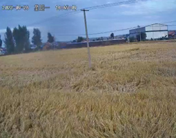 黑龙江某稻田使用开宁慢直播摄像机进行实时24小时慢直播