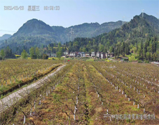 开宁4K全彩高清慢直播摄像机赋能石安桃园基地，打造