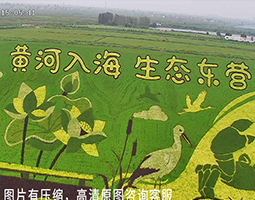 东营融媒慢直播垦利美景